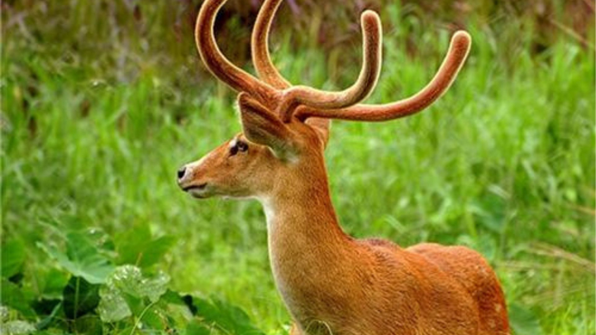 Kaziranga National Park